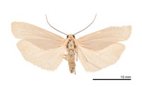 藏品(淡白瑟土苔蛾)的圖片